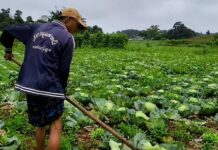 Farmers in Southern Shan Destroy Crops After Prices Fall Below Production Costs A farmer tends a cabbage field in southern Shan State, where growers are facing heavy losses due to collapsing market prices