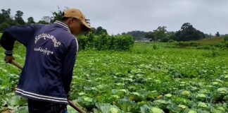 Farmers in Southern Shan Destroy Crops After Prices Fall Below Production Costs A farmer tends a cabbage field in southern Shan State, where growers are facing heavy losses due to collapsing market prices