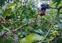Shan Farmers Crushed by Debt as Crop Prices Collapse and Military Levies Rise Crop Prices Collapse1