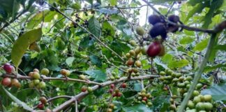 Shan Farmers Crushed by Debt as Crop Prices Collapse and Military Levies Rise Crop Prices Collapse1