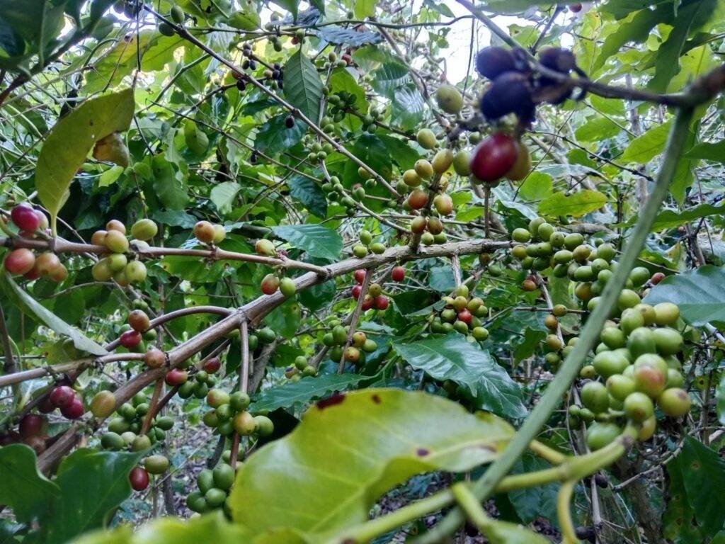 Crop Prices Collapse1