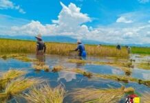 Rice Price Collapse Pushes Pong Inn Farmers Deeper into Debt Farmers harvest rice in the Pong Inn area of southern Shan State Photo SHAN