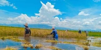 Rice Price Collapse Pushes Pong Inn Farmers Deeper into Debt Farmers harvest rice in the Pong Inn area of southern Shan State Photo SHAN