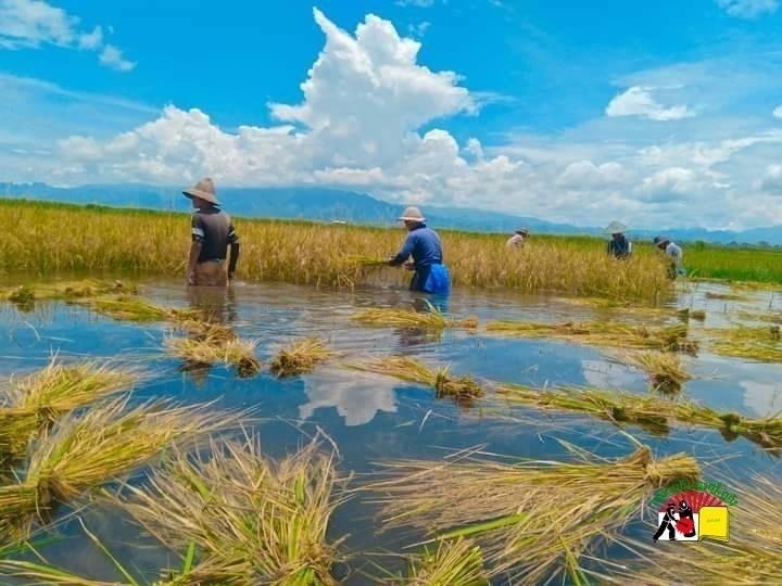 Farmers harvest rice in the Pong Inn area of southern Shan State Photo SHAN
