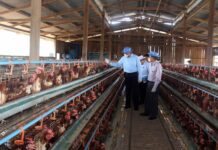 Rising Egg Prices Deepen Cost-of-Living Crisis in Southern Shan Poultry farms