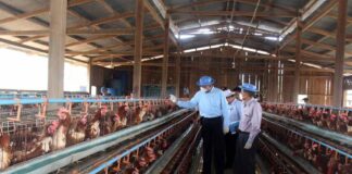 Rising Egg Prices Deepen Cost-of-Living Crisis in Southern Shan Poultry farms