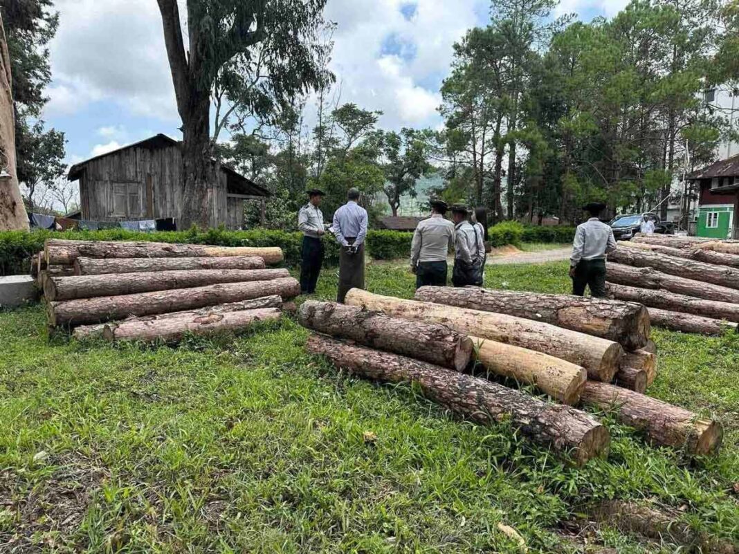 Authorities inspect logged timber Authorities inspect logged timber