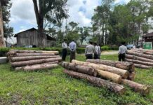 Deforestation and Climate Change Leave Kalaw Vulnerable to Future Floods Authorities inspect logged timber