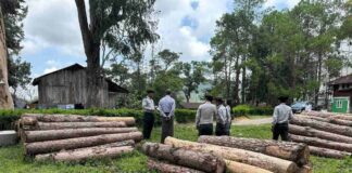Deforestation and Climate Change Leave Kalaw Vulnerable to Future Floods Authorities inspect logged timber