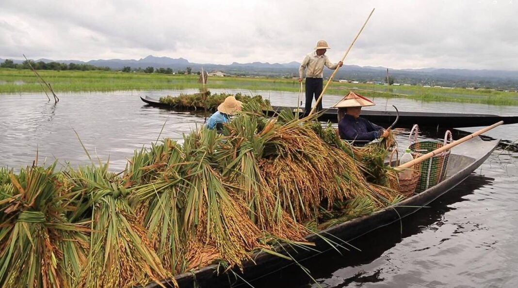 Shan farmers