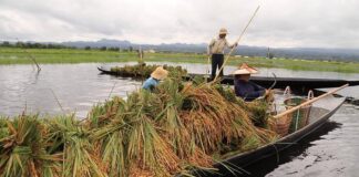 Shan Farmers Drown in Debt as Rising Costs, Floods and Conflict Take Toll Shan farmers
